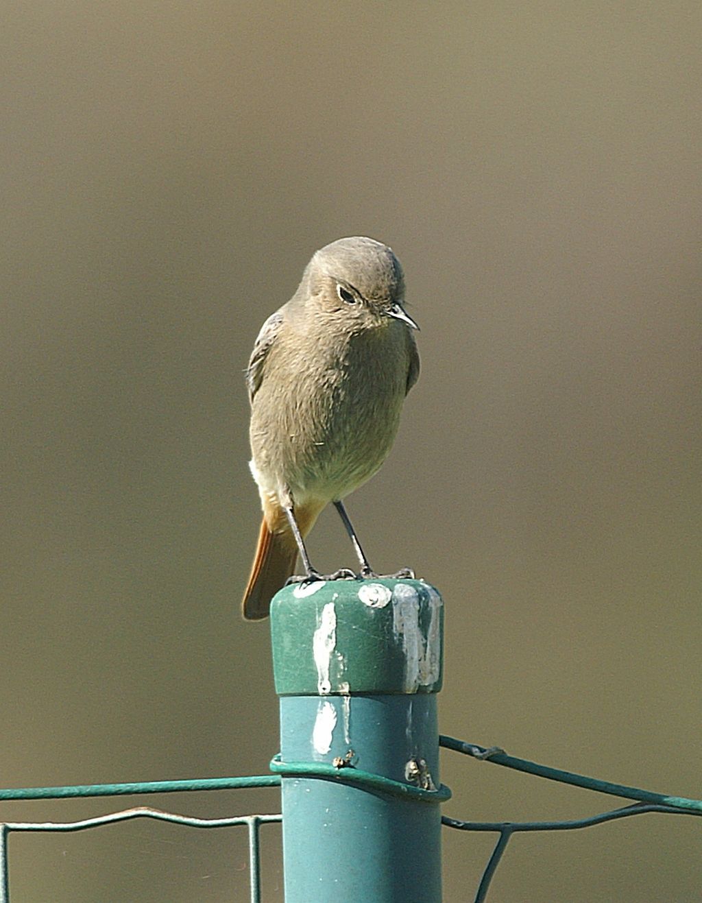 Codirosso?  Codirosso spazzacamino, femmina